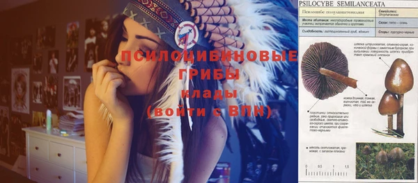 сатива Алзамай