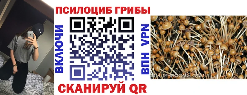 Псилоцибиновые грибы Psilocybe  Купить закладки  Моздок 